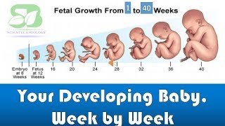 pregnancy week by week I foetus development I Week by week pregnancy I foetus development in womb I [upl. by Attey]