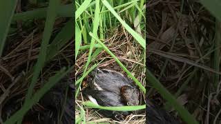 Baby Birds Hunt for Grasshoppers EP270 AvianHunger NestlingFeeding BirdBehavior BirdEcology Or [upl. by Audrey54]