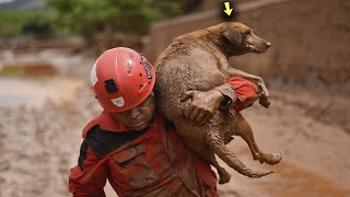 Der Hund ertrank im Sumpf und heulte um Hilfe und wer kam zu seiner Rettung [upl. by Linnette]