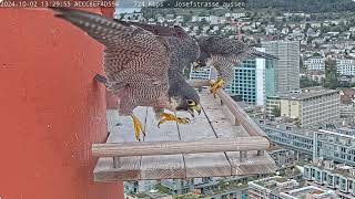 Peregrines Josefsrasse in slow motion 02102024 [upl. by Amzu]