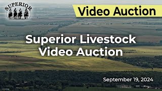 Superior Livestock Auction  Video Auction [upl. by Ehling]