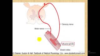 Physiology of Muscles 1  dr Atef  Stretch reflex amp Muscle spindles فسيولوجي العضلات [upl. by Mercado]