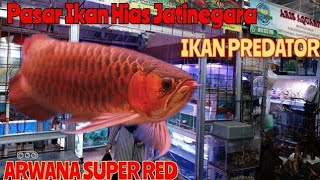 Harga Ikan Arwana Di Pasar Jatinegara [upl. by Ahgiel]