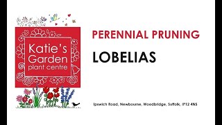 How to look after perennial Lobelias a pruning guide [upl. by Schilling]