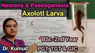 Neoteny amp Paedogenesis AxolotlLarva Factors of NeotenyExtrinsicIntrinsic amp Environment BSc2PGT [upl. by Risley]