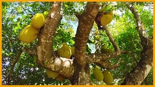 JACKFRUIT MISSION IN CAIRNS AUSTRALIA MAXIMUM ABUNDANCE FOR MINIMAL EFFORT [upl. by Kreitman]