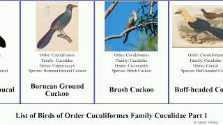 List of Birds of Order Cuculiformes Family Cuculidae Part 1 cuckoo coucal malkoha common asian Bay [upl. by Channa]