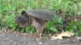 Common Snapping Turtles along the KRVT  June 10th 2017 [upl. by Thurlow]