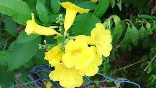 Beautiful Yellow Tecoma plant [upl. by Aivata]