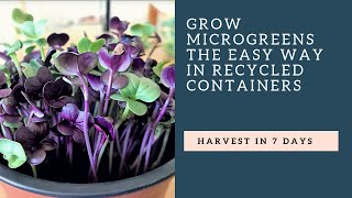 Grow A Microgreens Garden in Recycled Containers on your Windowsill [upl. by Nolahs920]