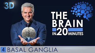 3D  The Brain in 20 minutes  04 │ Basal Ganglia │ Dr Dr Damir del Monte │ Encephalon Hirnwelten [upl. by Annaiek]