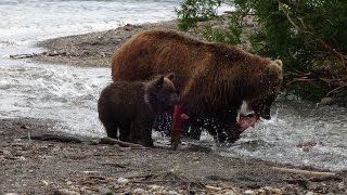 Lachsfanglektion für kleine Teddybären am ersten Bächlein der Nordbucht  am Kurilensee  40009 [upl. by Painter]