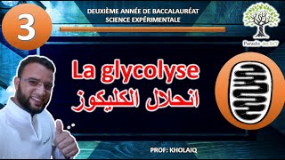 la glycolyse [upl. by Ahiel260]