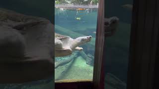 The Secret Lives of Sea Turtles A Deep Dive seaturtle turtle turtlefights singaporezoo sealife [upl. by Drew104]