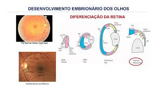 9 EMBRIOLOGIA DOS ORGAOS DO SENTIDO [upl. by Amalia765]