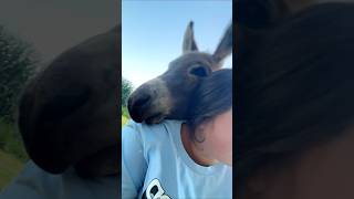 Drama king wonkydonkey donkeytok iowa foryou minidonkeysoftiktok CapCut [upl. by Arytal974]