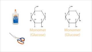 Hydrolysis of Carbohydrates [upl. by Presley]