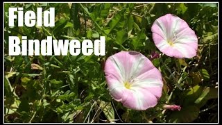 Field Bindweed Convolvulus arvensis Noxious Weed  Ninja Gardening  Episode 40 [upl. by Arihaj]