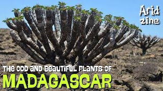 The bizarre plants of Madagascar pt1 Euphorbias [upl. by Pogue]