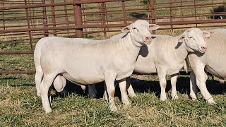 KALONA NOV 12  White Dorper Rams [upl. by Okomom]