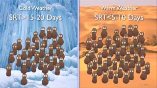 Nitrification amp Denitrification [upl. by Norab604]