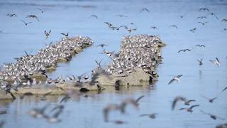 Shorebirds Massive Semipalmated Sandpiper Flock [upl. by Norvin214]