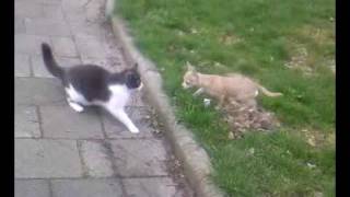 MUST SEE Rossi my chihuahua is attacked by a psyco cat [upl. by Aguie]