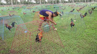 Genius Farming Techniques to Breed Thousand of Elite Roosters [upl. by Houser501]