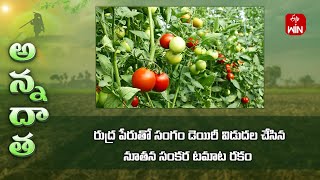 New tomato variety Rudra release by Sangam Dairy  ETV [upl. by Tifanie568]