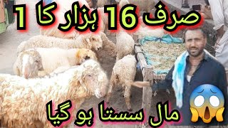 Mundra Mandi Shahpur Kanjra Bakra Mandi Lahore Mundron ka rate Qurbani 2025 K Liye Lahore Mandi [upl. by Nerita932]