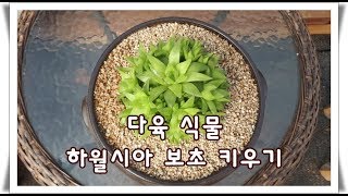 다육 식물 하월시아 보초 키우기 Haworthia cuspidata [upl. by Rockwood]