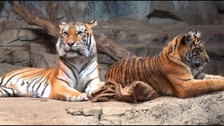 Tiger Family and their two Tiger cubs Cute Animals [upl. by Ormsby]