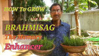 How to Grow Brahmi sag  Bacopa monnieri  easily at Home [upl. by Eittol]