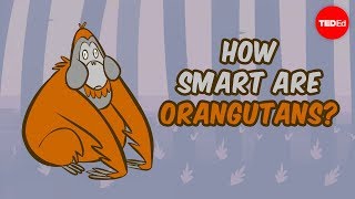 How smart are orangutans  Lu Gao [upl. by Schreck340]