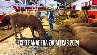 EXPOSICIÓN GANADERA ZACATECAS 2024 GANADO LIMOUSIN BRAHMOUSIN [upl. by Eanat244]