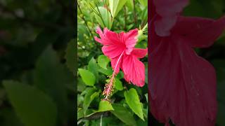 Hibiscus × rosasinensis SAJIN SARANYA tamilsong tamil song music love ilaiyaraajalive [upl. by Elocn]