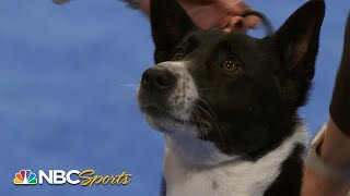 National Dog Show 2023 Herding Group Full Judging  NBC Sports [upl. by Meyer]