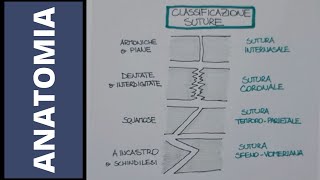 Articolazioni fibrose e cartilaginee [upl. by Witt]