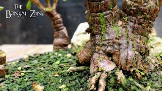 Pruning My Portulacaria afra Forest The Bonsai Zone May 2022 [upl. by Mace]