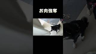 切り抜き【夏休み】柴犬が彼氏？の家でおしっこかけられたお肉強奪編 柴犬 [upl. by Assiral733]