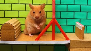 Hamsters Epic Escape from the Super Maze [upl. by Ainitsirk]