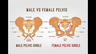 Differences between the bony pelvis of males and bony pelvis of females [upl. by Aihsinat]