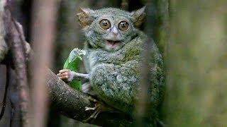 TARSIUS TARSIER eating grasshopper in Tangkoko Nature Reserve  North Sulawesi Indonesia [upl. by Edlyn]