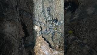 Poecilotheria fasciata Tarantula first FEEDING after MOLT [upl. by Nnasus]