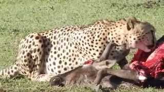 A cheetah devouring a fresh kill during a safari at Maasai Mara Game Reserve in kenya [upl. by Omoj]