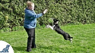 Teach Your Puppy To Fetch And LOVE To Bring The Toy Back  Professional Dog Training Tips [upl. by Belicia]