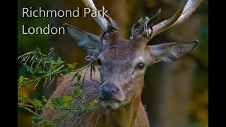 Richmond Park London [upl. by Arevle]