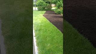 Spreading Two Yards Triple Ground Root Mulch [upl. by Maurizia885]