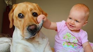 Labrador Dog and Baby Compilation [upl. by Farrand]