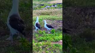 Laysan Albatrossnatureseabirdsnaturelovershawaiialbatrosssealifebirdsshorts [upl. by Nbi]